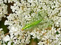 Chrysoperla, Francia