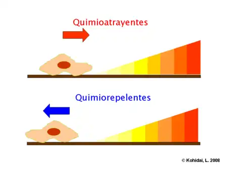 Quimioatrayentes y quimiorepelentes