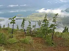 Árboles alpinos en el Prince William Sound