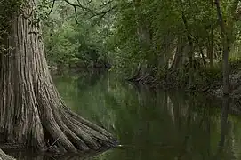 Vegetación en los márgenes del "Cibolo Creek".