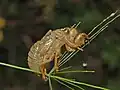 Exuvia de Cicada orni.