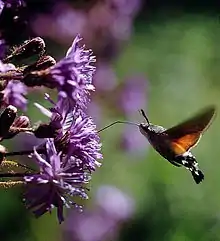 Flor conMacroglossum stellatarum