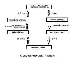 Ciclo de vida.