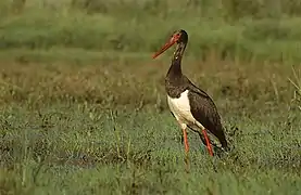 Cigüeña negra