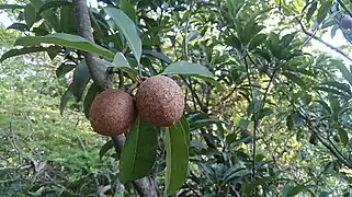 Manilkara zapota