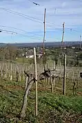 Invierno: sarmientos podados en Guyot doble, con dos varas.