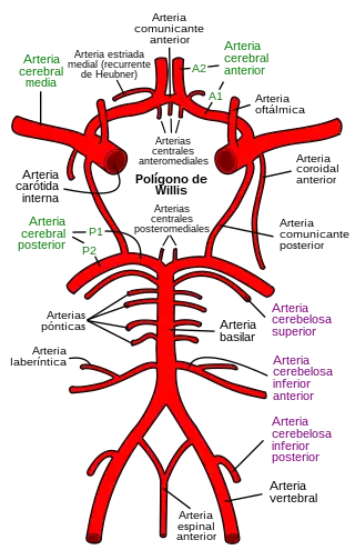 Diagrama de la circulación arterial en la base del cerebro.