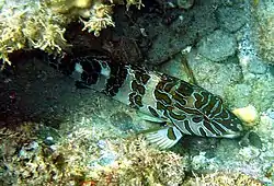 Cirrhitus rivulatus