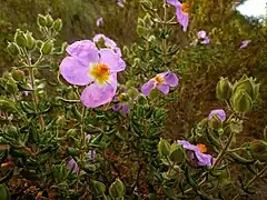 Jara de Cartagena (Cistus heterophyllus)