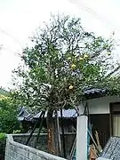 En Nagato, Yamaguchi.