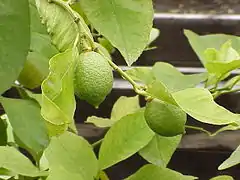 Citrus × limonLimón Verde