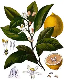 Citrus limon (L.) Burm.f.