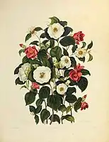 Camelias, flores blancas y rojas con hojas verdes.