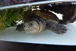 tortuga