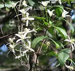 Clematis aristata