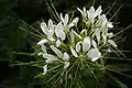 Inflorescencia blanca