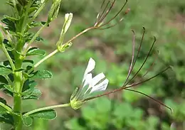 Cleome gynandra presenta andróforo y ginóforo: el andróforo en forma de tubo rodea al ginóforo que porta el gineceo.