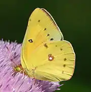 Colias philodice