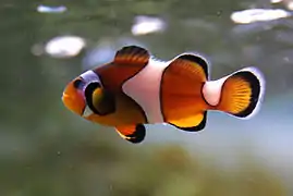 Amphiprion percula