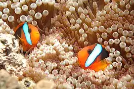 Pareja de A. melanopus sobre Entacmaea quadricolor en la Gran Barrera de Arrecifes, Cairns, Australia