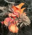 Erythrina caffra; endémica de Maputalandia-Pondolandia-Albania