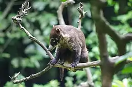 Coatí de nariz blanca