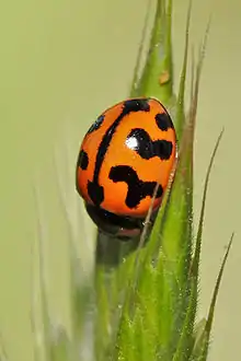 Coccinella sp., Estados Unidos.