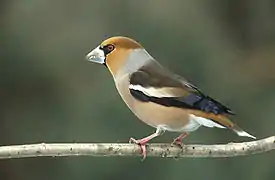 Picogordo común, Coccothraustes coccothraustes, una de las aves de pico grueso holoárticas