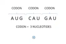 codón-3-nucleótidos