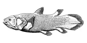 Coelacanthimorpha (Celacanto)