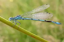 Coenagrion mercuriale