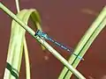 Coenagrion puella.