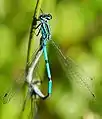 Coenagrion sp., "puella".