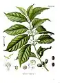 Coffea arabica L.