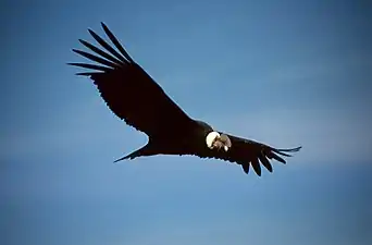 Cóndor andino (Vultur gryphus)