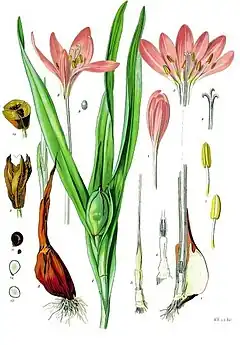 Colchicum autumnale L.