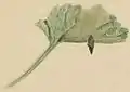 Minador de Ballota nigra