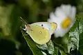 Colias phicomone