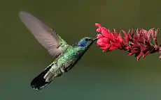 Colibrí