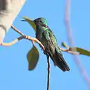 Colibri serrirostris White-vented Violetear