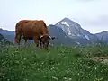 Prados de Talaixà. Al fondo la cima del Bessagoda.