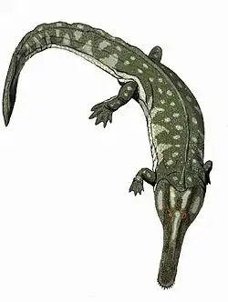 Collidosuchus