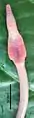 Glyphidrilus quadratus.