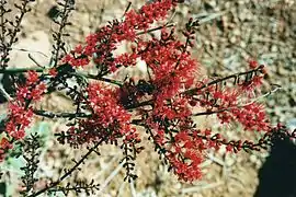 Combretum coccineum.