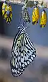 Imago recién emergido de la crisálida.