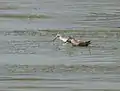 Archibebe común Tringa totanus con Archibebe fino Tringa stagnatilis en el Krishna Wildlife Sanctuary, Andhra Pradesh, India.