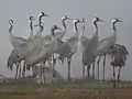 Grullas comunes en el valle Hula, Israel