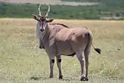 Eland común