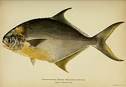 Trachinotus carolinuspámpano amarillo