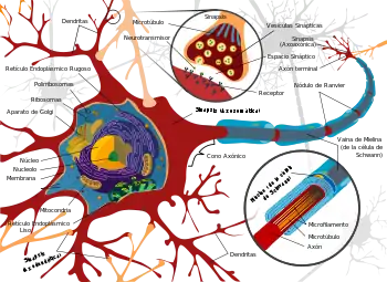 Complete labeled neuron.